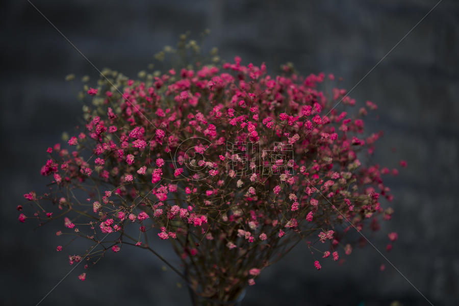 粉红色的花语图片素材免费下载