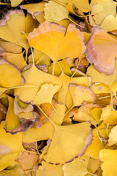 秋天金黄色的银杏树叶图片素材免费下载