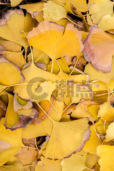 秋天金黄色的银杏树叶图片素材免费下载