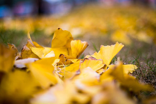 秋天金黄色的银杏树叶jpg4794*3200PX图片素材