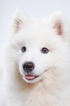 白色小狗图片素材免费下载