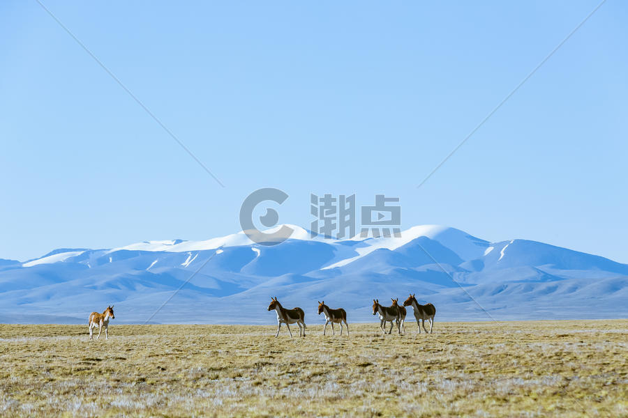 青藏公路边的野驴图片素材免费下载