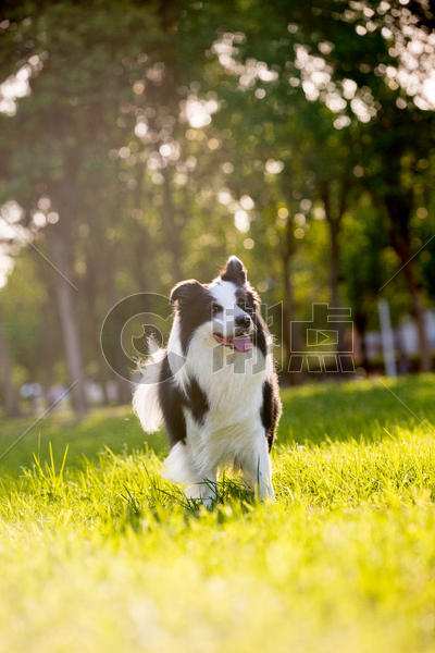 阳光下微笑的狗图片素材免费下载