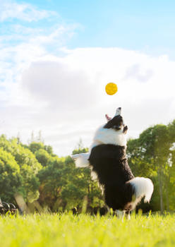 跳起来接球的狗图片素材免费下载