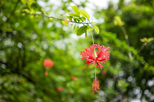 夏天红花图片素材免费下载