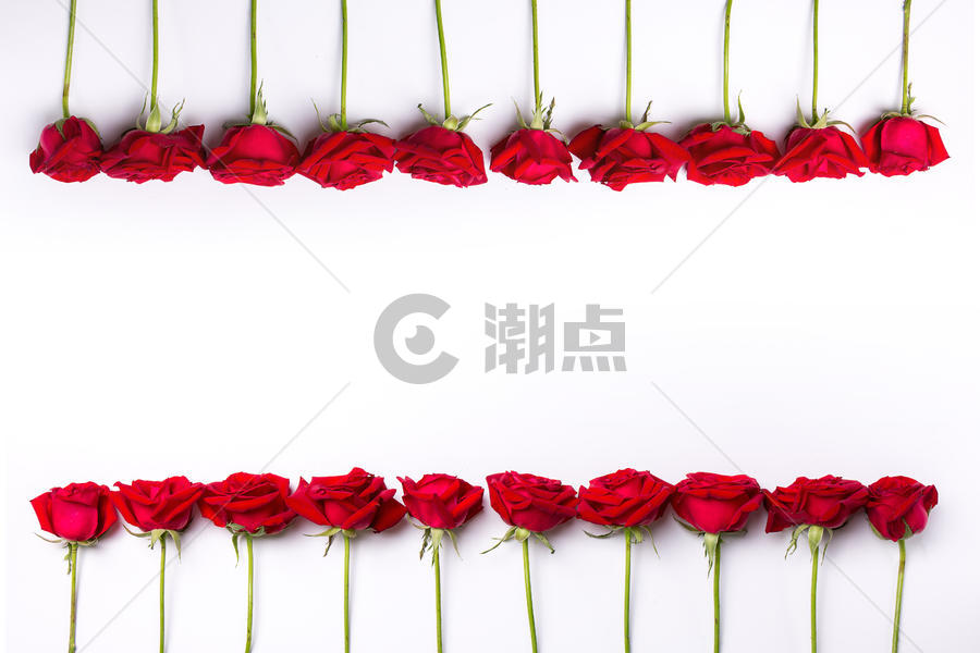 排列的玫瑰花图片素材免费下载