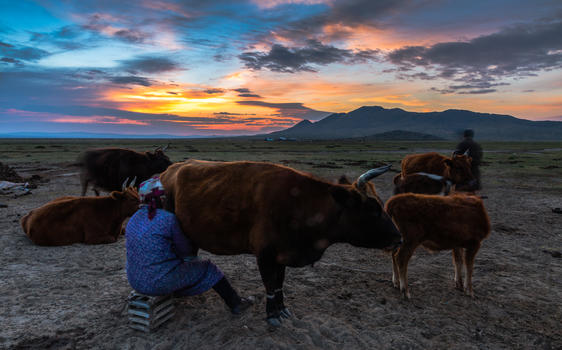 蒙古草原日出天际线草原放牧图片素材免费下载