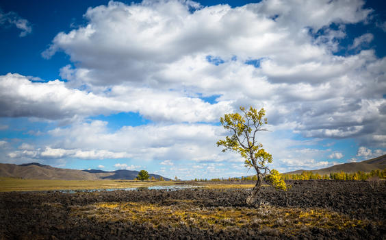 辽阔草原上一棵孤独的树秋天里的树图片素材免费下载