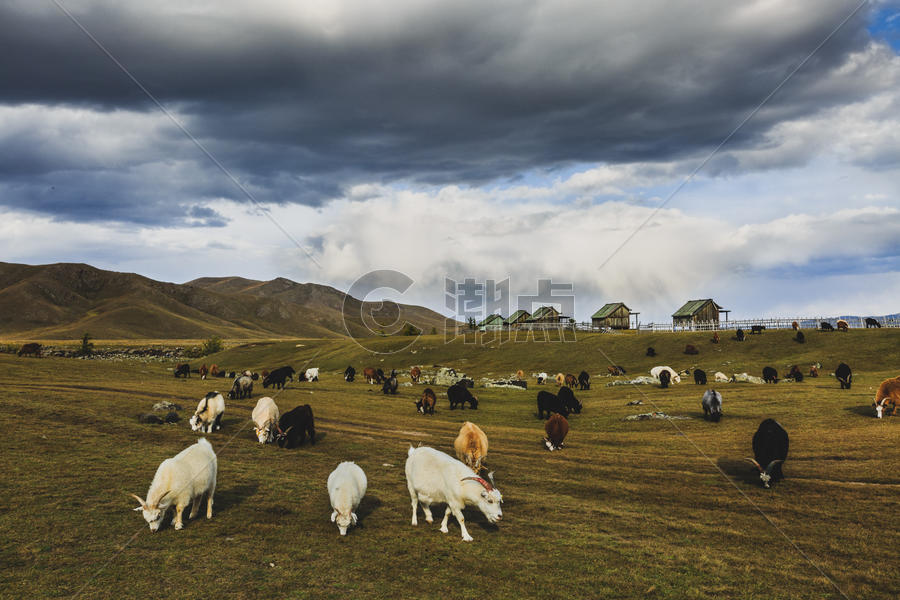 大草原上的羊群图片素材免费下载