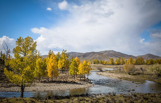 秋天金黄色的树木图片素材免费下载