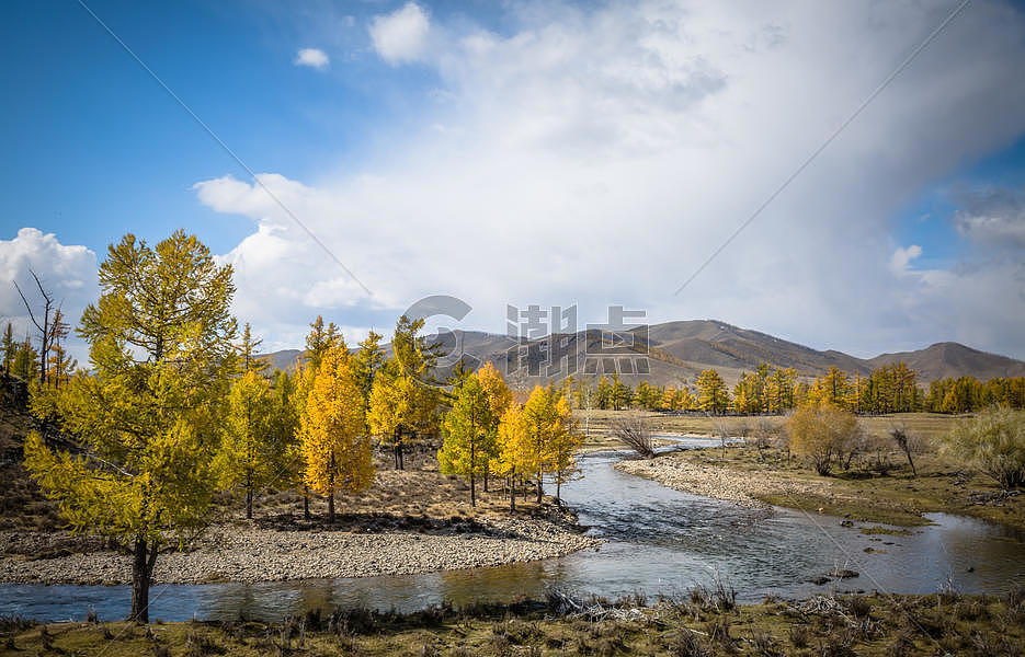 秋天金黄色的树木 图片素材免费下载