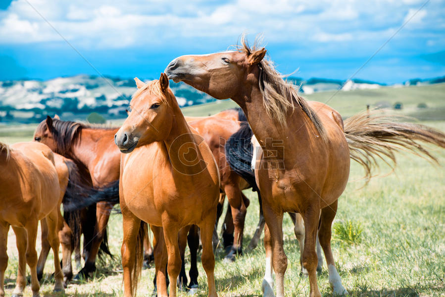乌兰布统草原上的马群图片素材免费下载