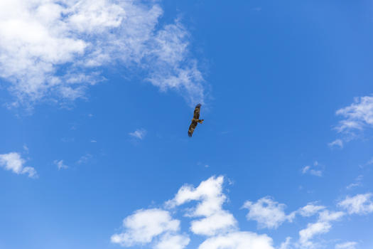 在蓝天下自由自在展翅高飞的雄鹰图片素材免费下载