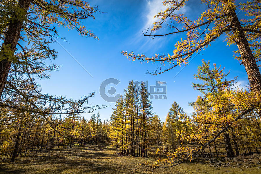 秋天金黄色的树林图片素材免费下载