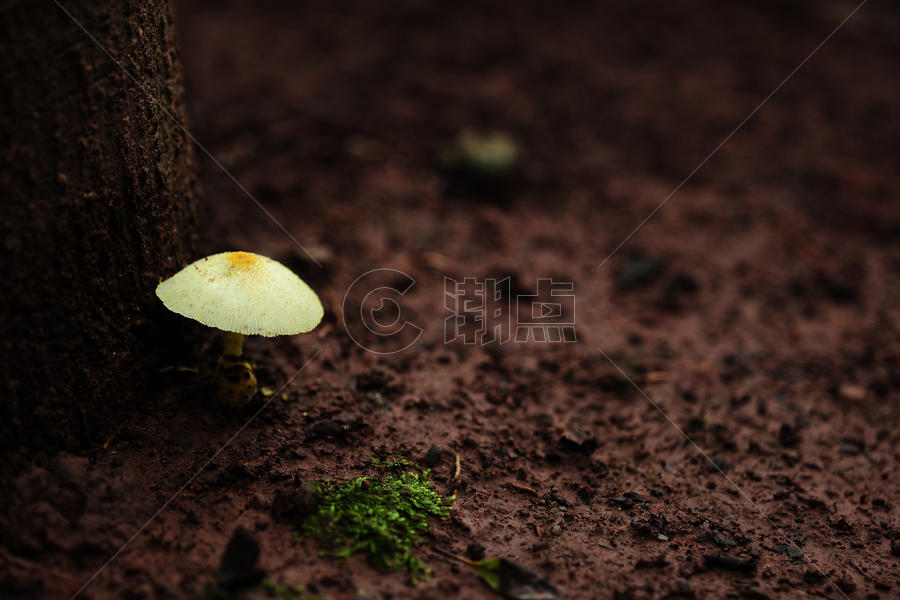 野生菌蘑菇图片素材免费下载