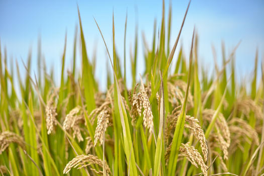 秋天的水稻图片素材免费下载