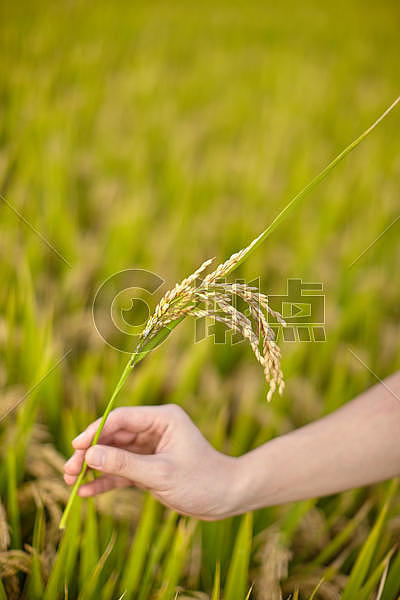 秋天的水稻图片素材免费下载
