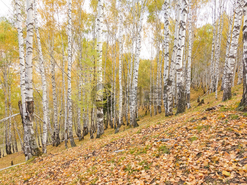 秋天的白桦林图片素材免费下载