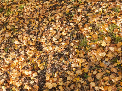 秋日里的落叶背景图片素材免费下载