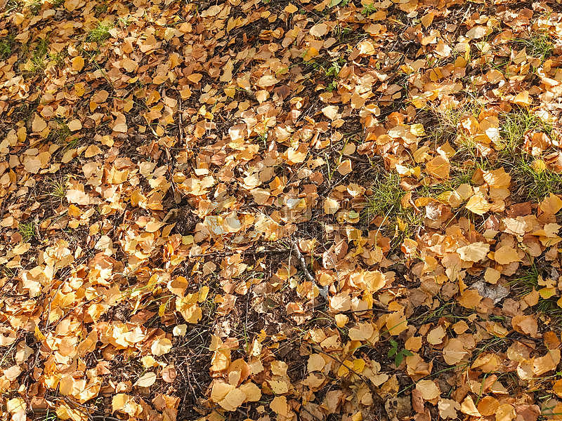 秋日里的落叶背景图片素材免费下载