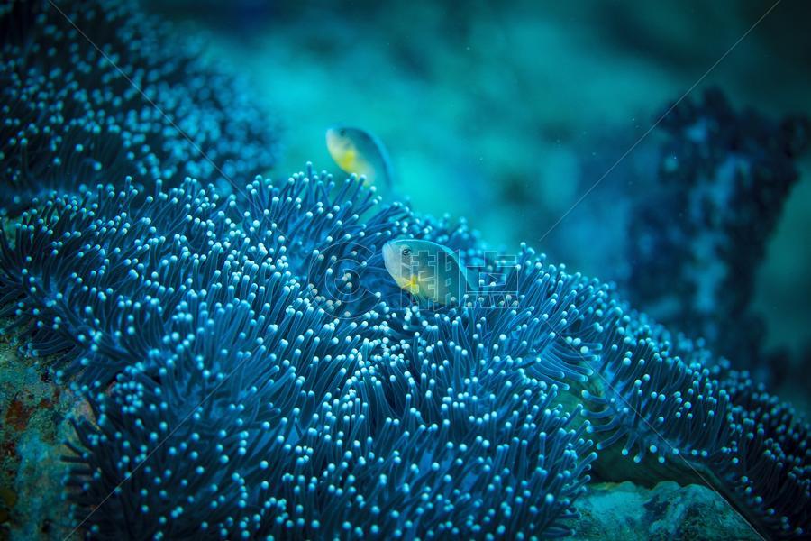海底珊瑚和小鱼图片素材免费下载