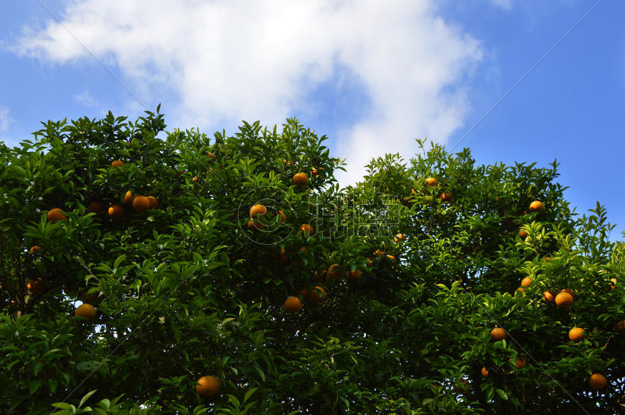 韩国济州岛特产柑橘和柑橘树图片素材免费下载