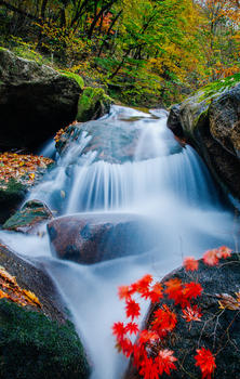 森林公园里的山谷溪水图片素材免费下载