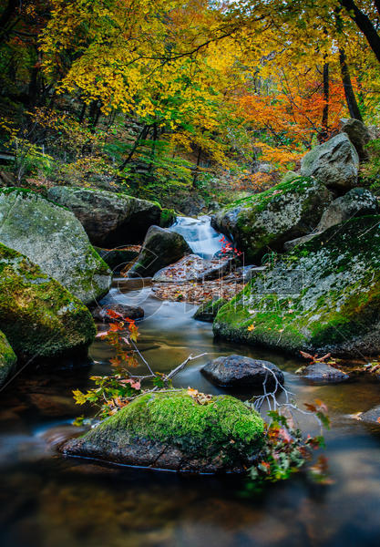 森林公园里的红叶和溪水图片素材免费下载