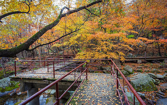 森林公园里铺满秋天落叶的小路图片素材免费下载