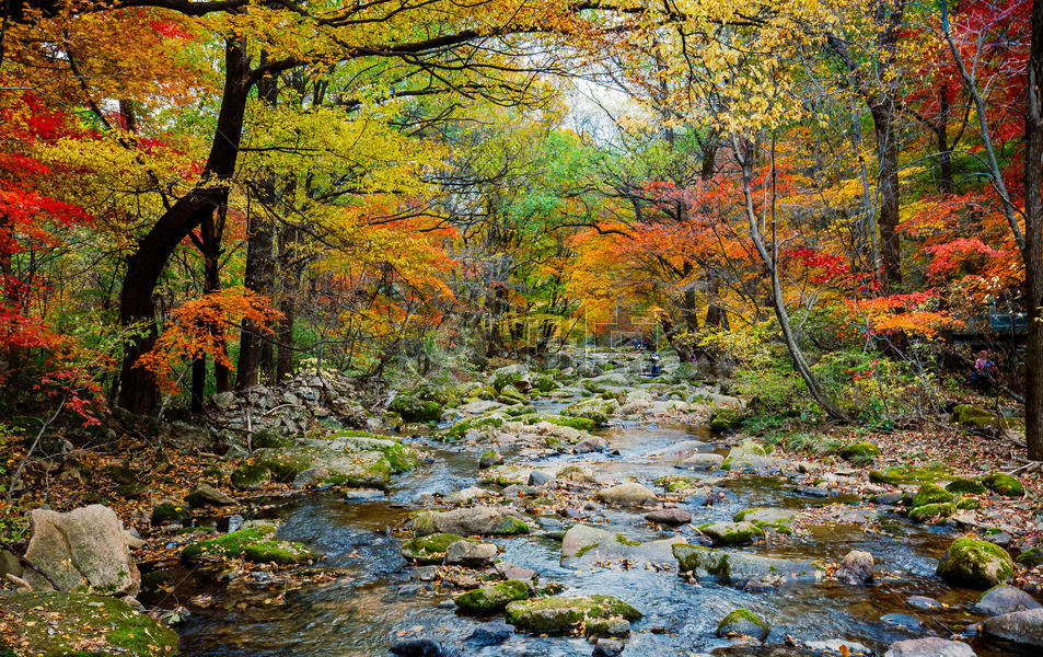 森林公园美丽的秋色图片素材免费下载