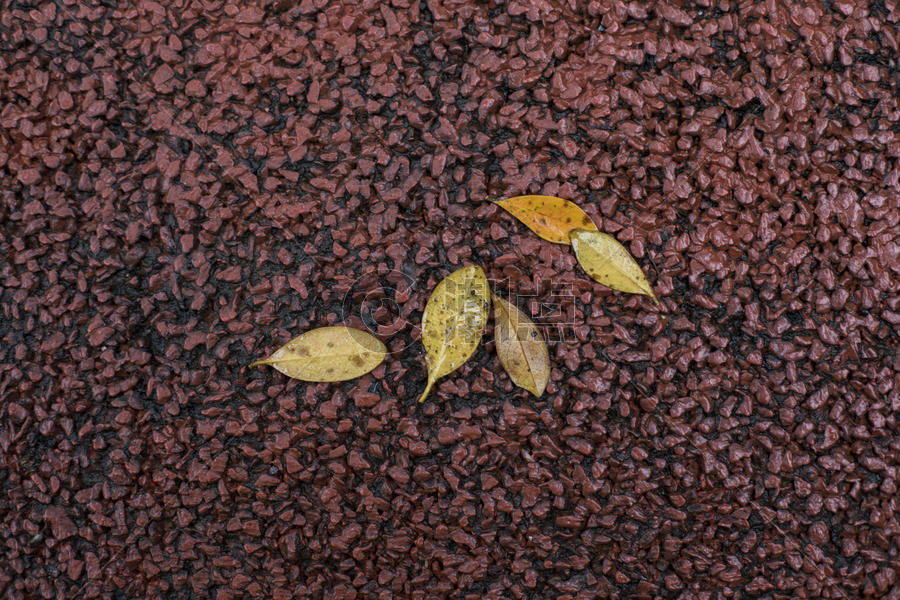 秋天的落叶图片素材免费下载