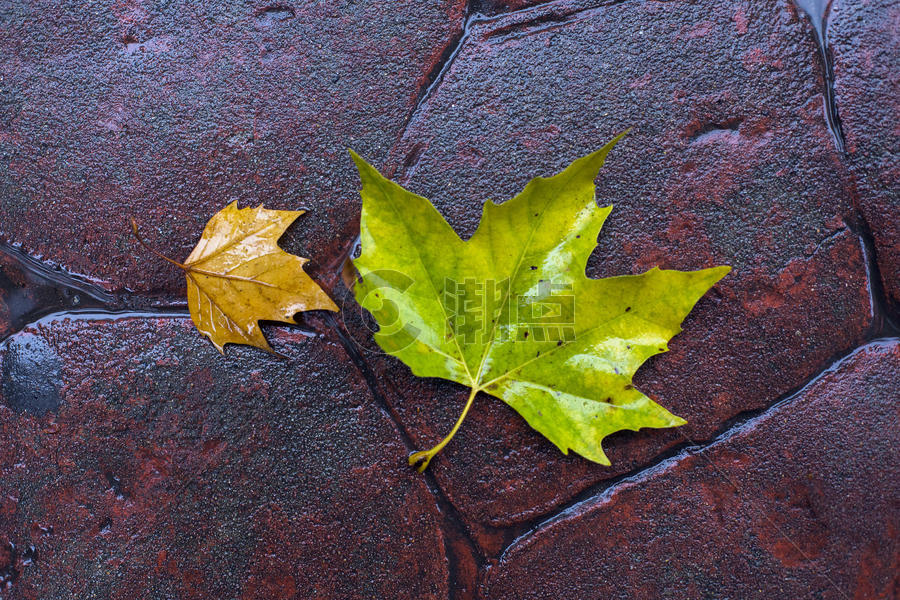 秋天的落叶图片素材免费下载