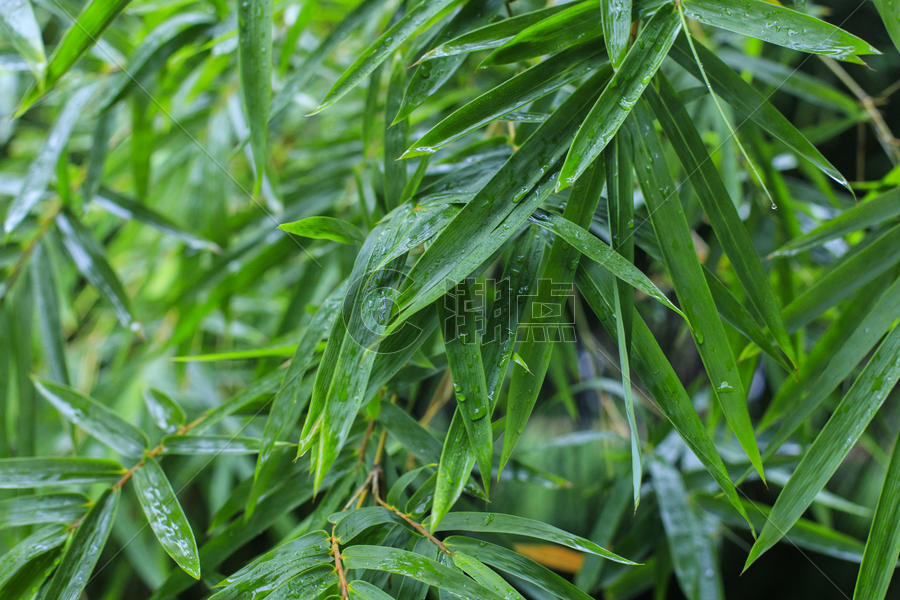 雨后的竹叶图片素材免费下载