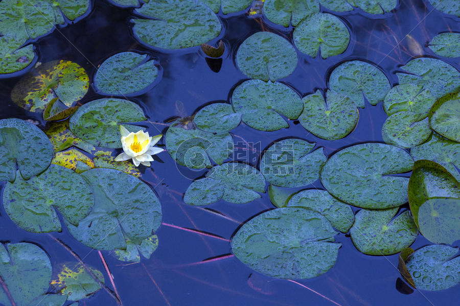荷花池中的睡莲盛开图片素材免费下载