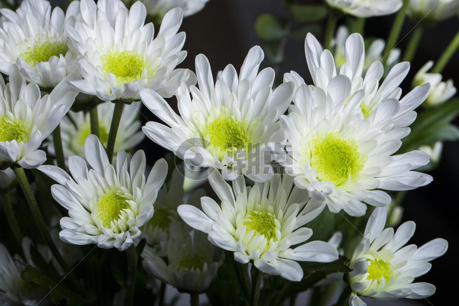 一群白色的菊花图片素材免费下载
