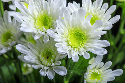 白色的鲜嫩小菊花图片素材免费下载