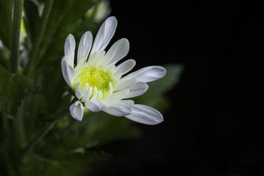 深色背景前的白色小菊花图片素材免费下载