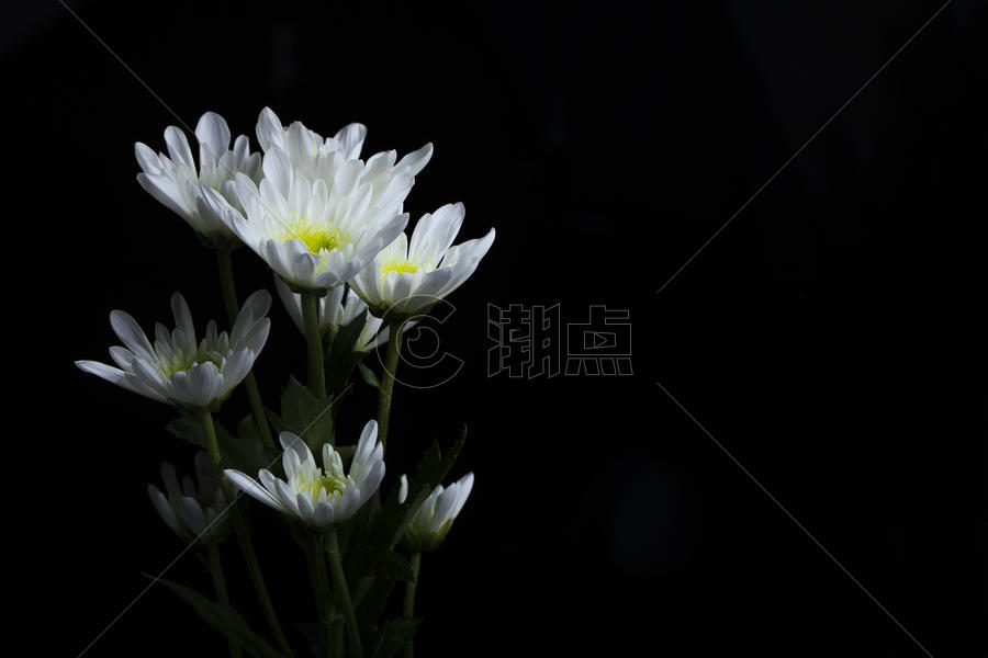 黑色背景前的一束菊花图片素材免费下载