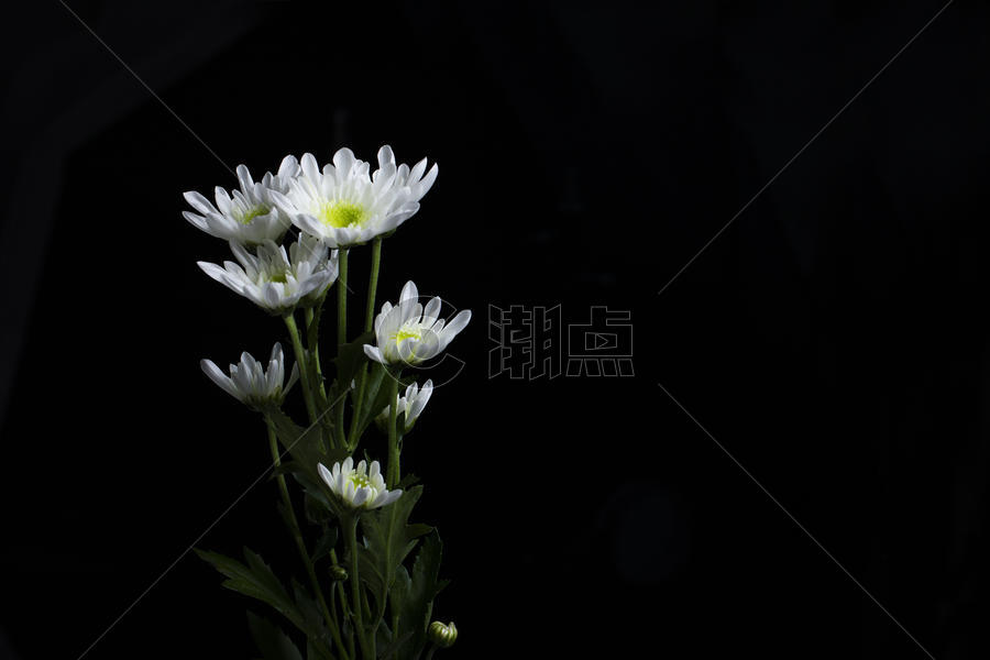 白色菊花在黑背景上图片素材免费下载