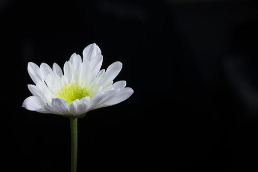 一朵菊花在黑背景上图片素材免费下载