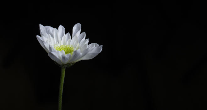 含苞待放的一朵菊花图片素材免费下载