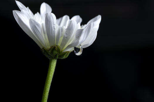 有水珠的白色小菊花图片素材免费下载