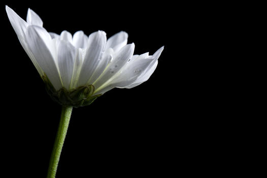 白色菊花正侧面图图片素材免费下载