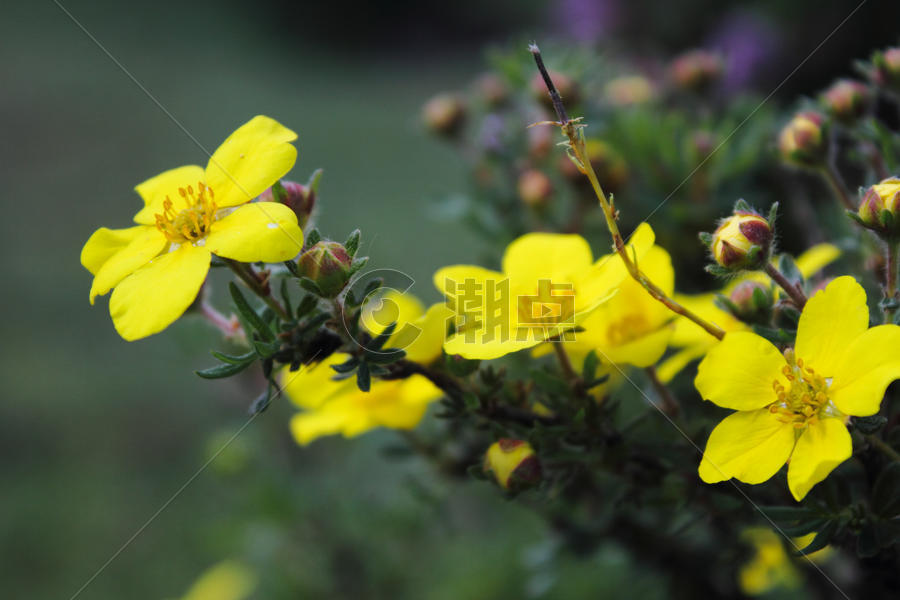 青海门源黄色小花朵图片素材免费下载