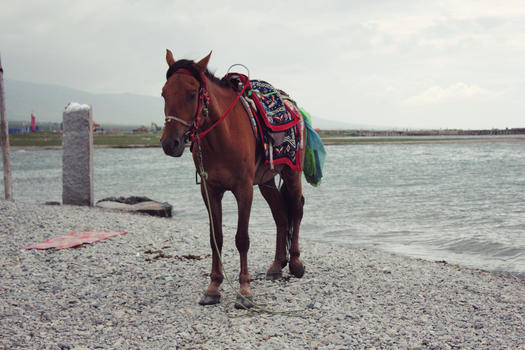 青海湖边一匹马图片素材免费下载