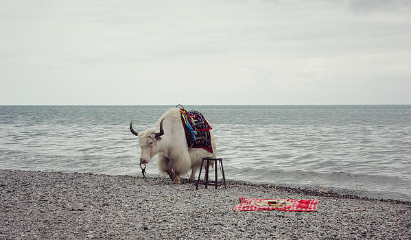 青海湖边牦牛图片素材免费下载