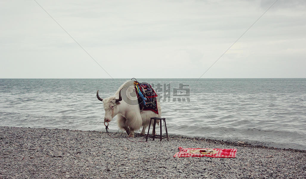 青海湖边牦牛图片素材免费下载