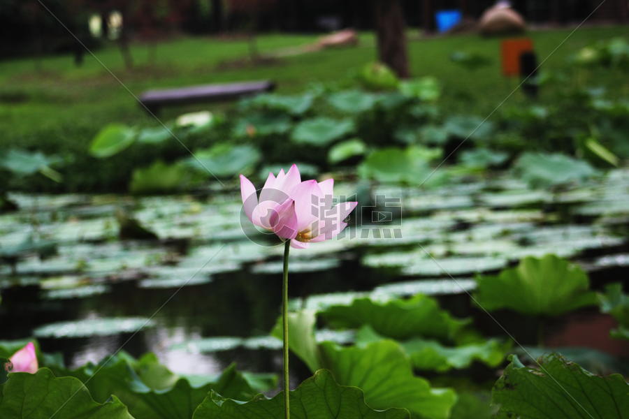 池塘里的粉色荷花图片素材免费下载