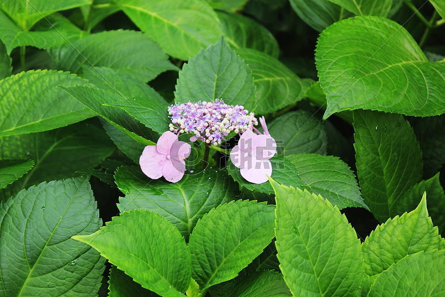 绿色叶子紫色绣球花图片素材免费下载