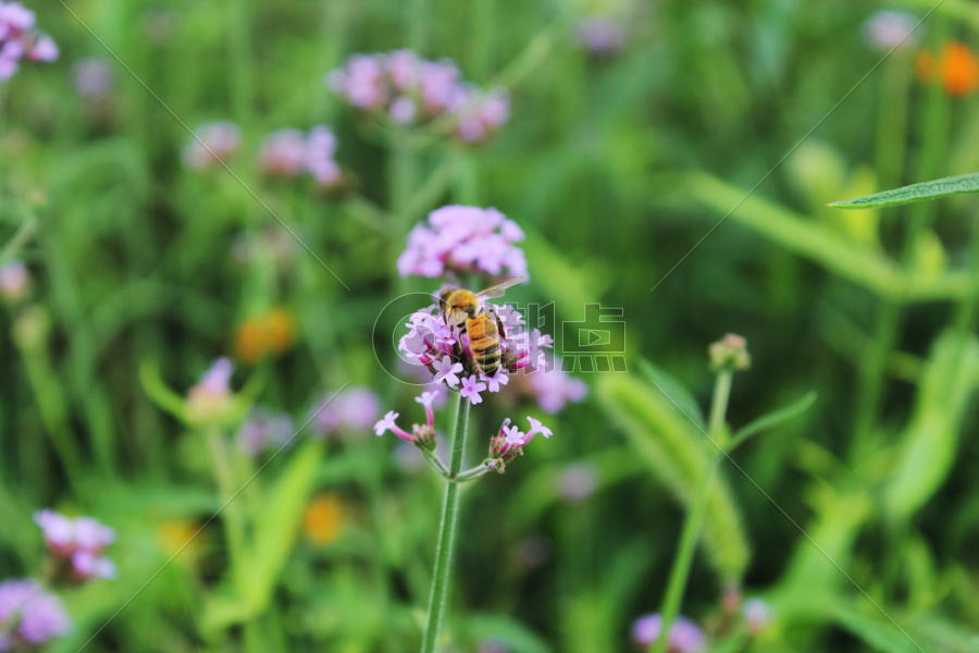 花朵上采蜂蜜的小蜜蜂图片素材免费下载